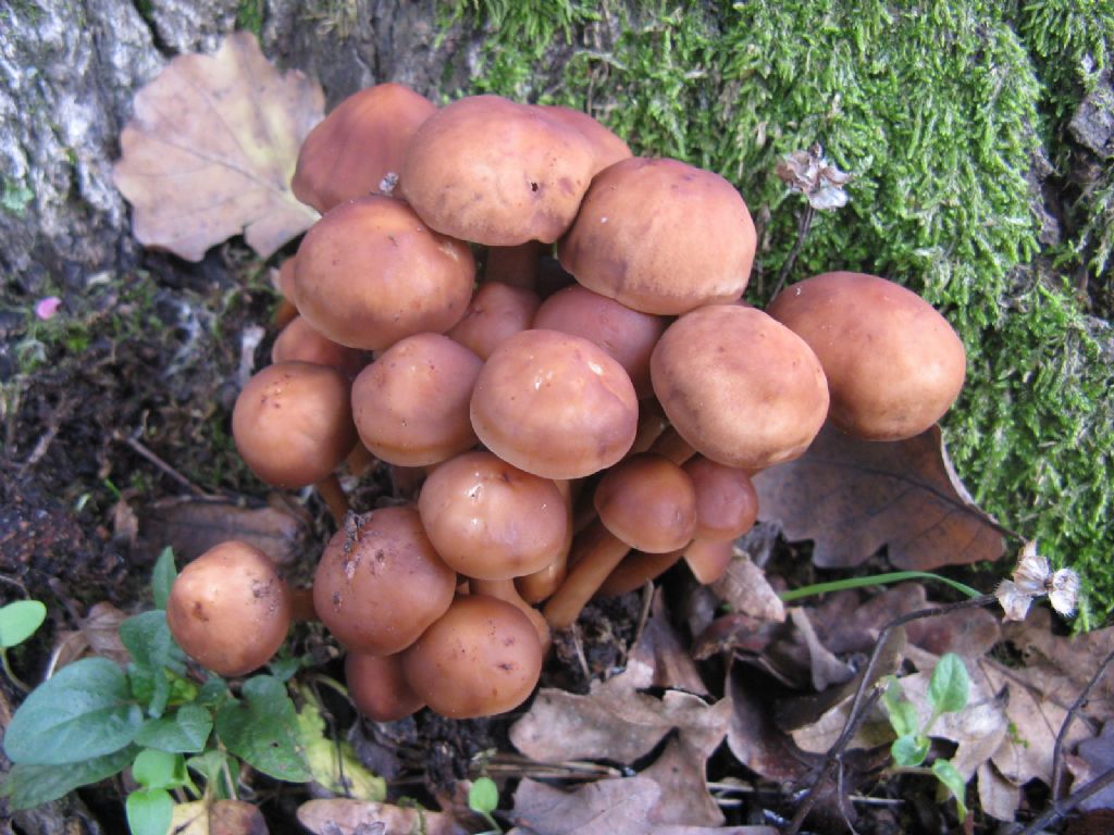 Funghi da ident. 8