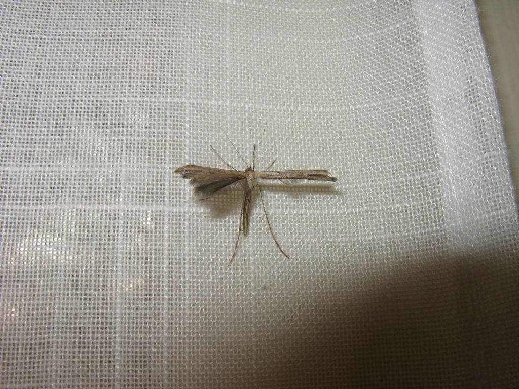 Pterophoridae: Emmelina monodactyla