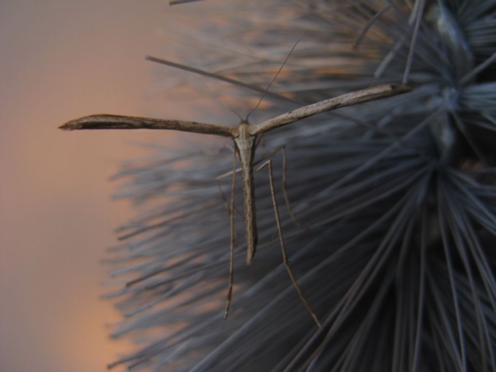 Pterophoridae: Emmelina monodactyla