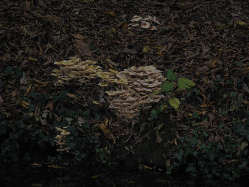 Hypholoma fasciculare?