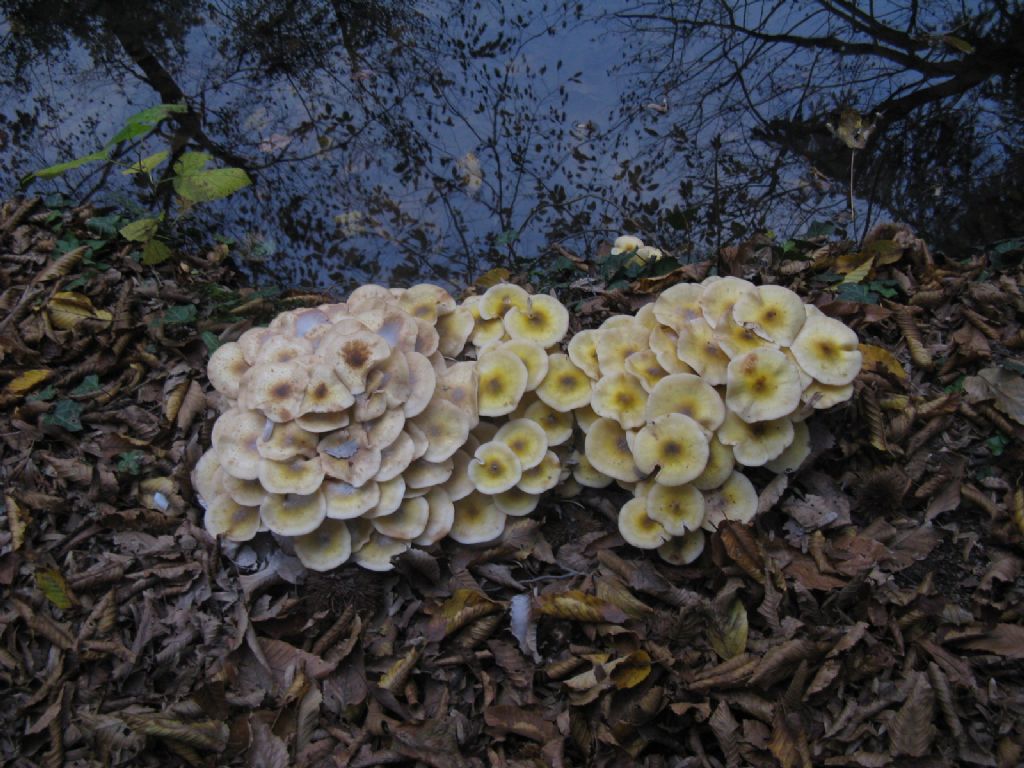 Hypholoma fasciculare?