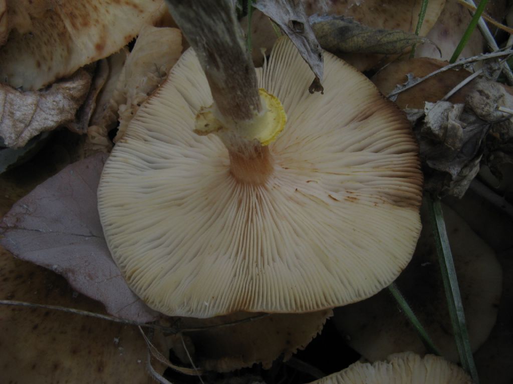 Hypholoma fasciculare? 2