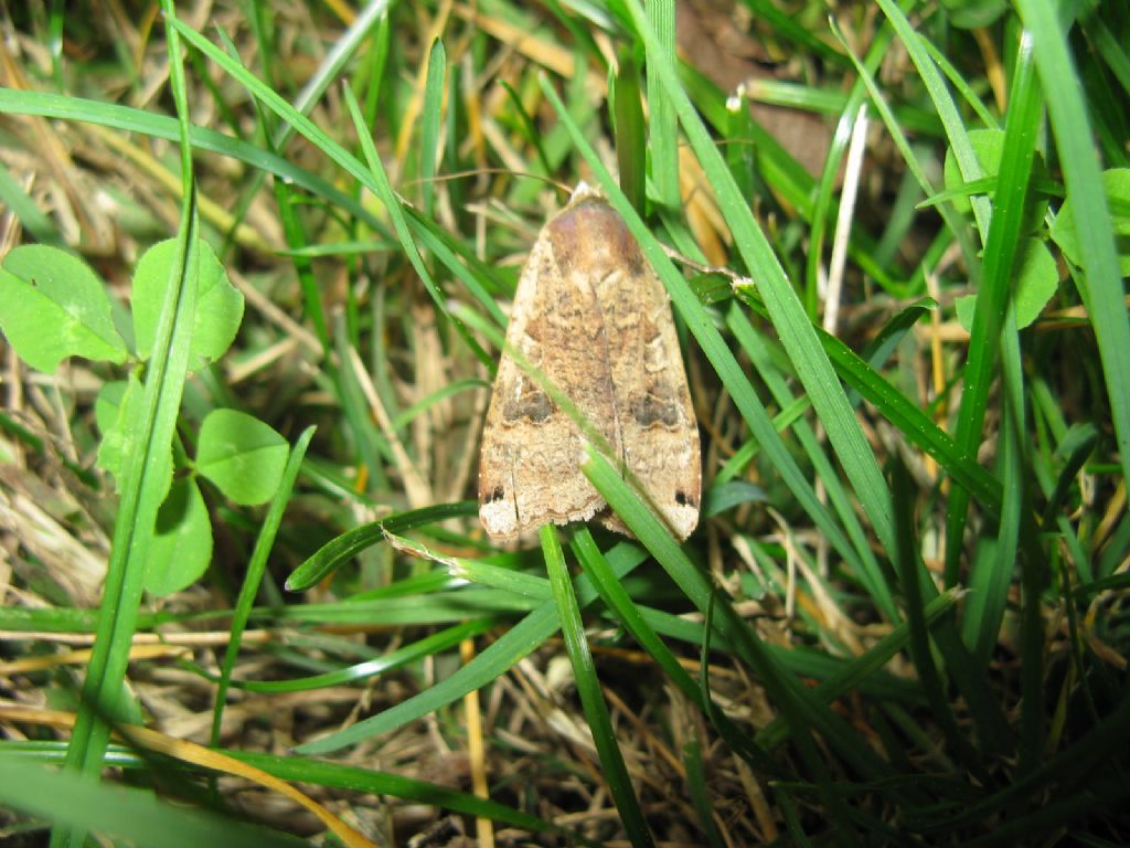 Nomophila noctuella?   No, Noctua pronuba (Noctuidae)