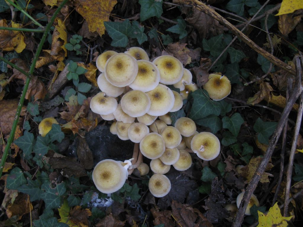 Armillaria mellea?