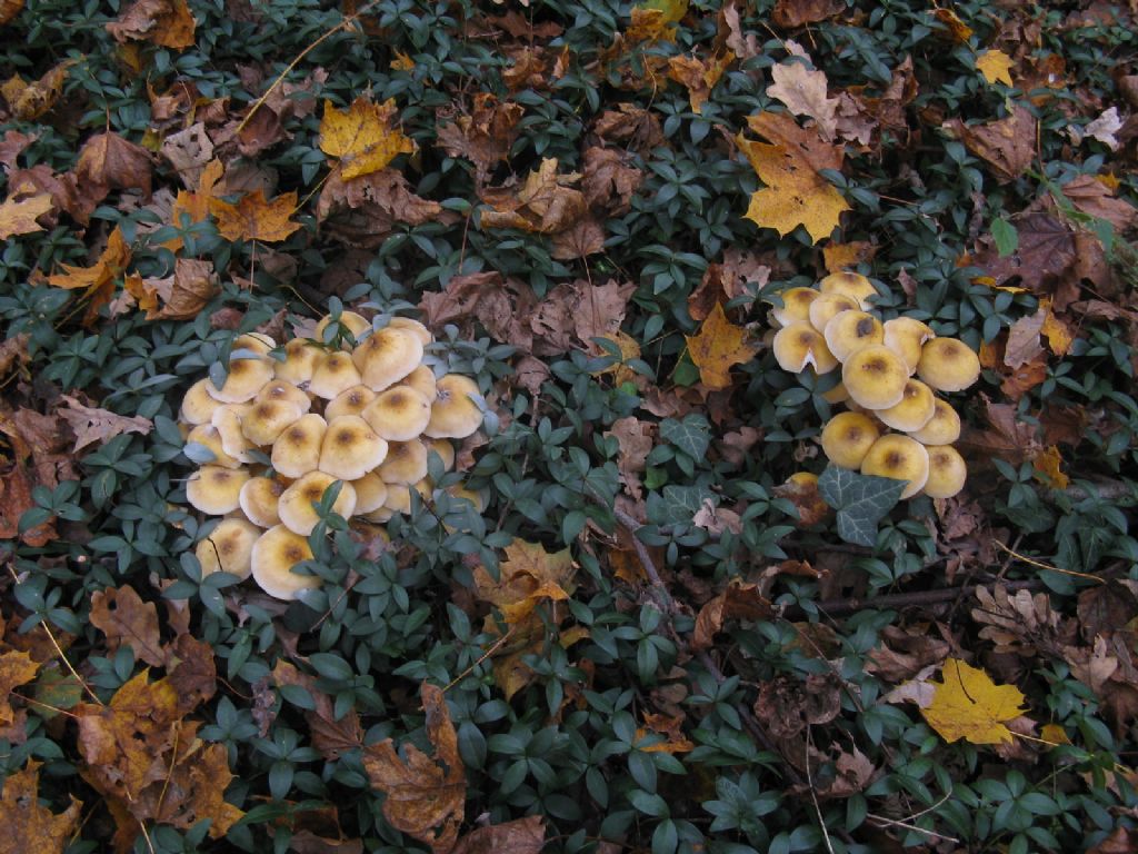 Armillaria mellea?