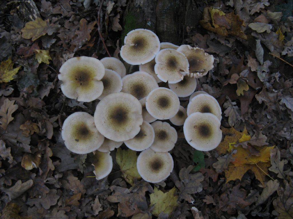 Armillaria mellea?