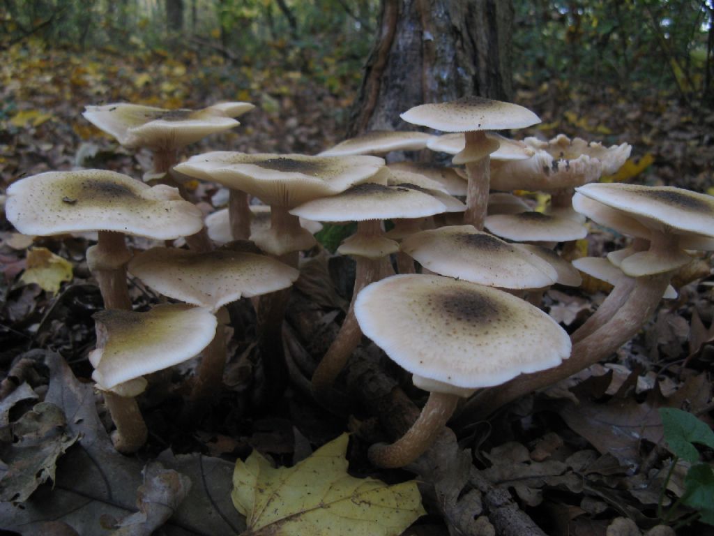 Armillaria mellea?