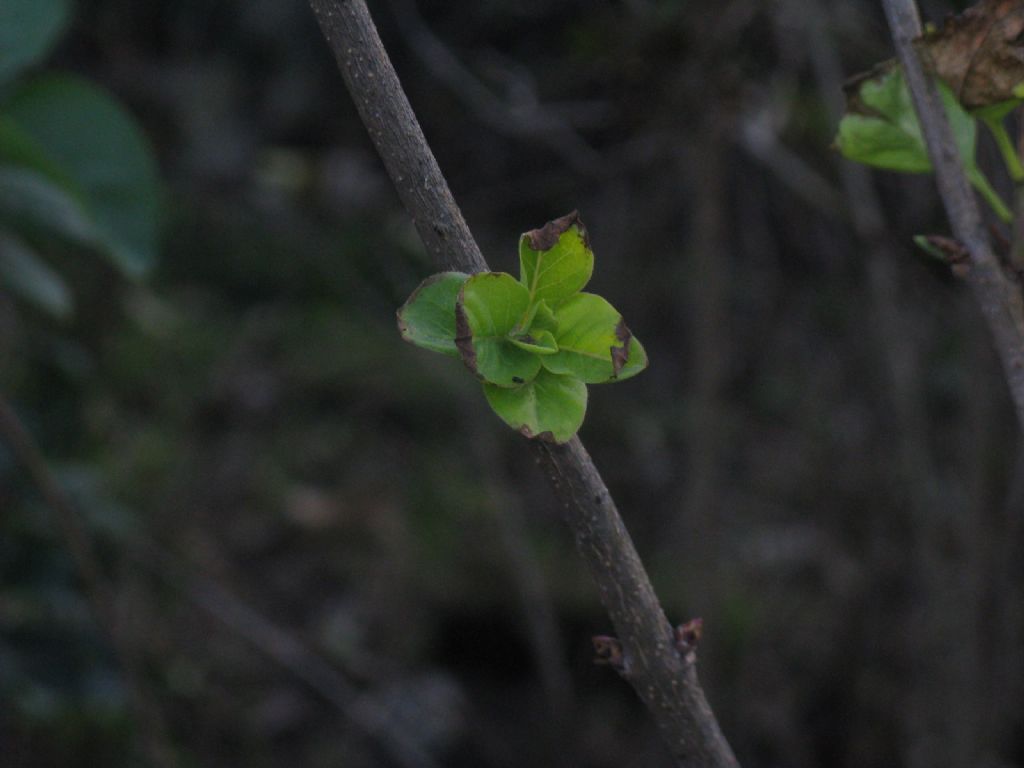 cv di Syringa sp. (Oleaceae)