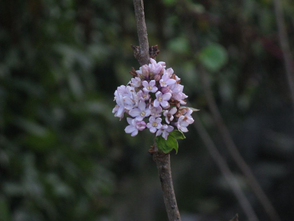 cv di Syringa sp. (Oleaceae)