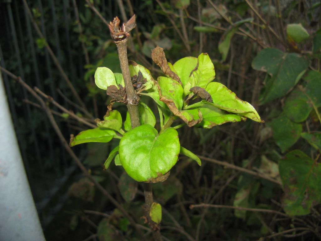 cv di Syringa sp. (Oleaceae)