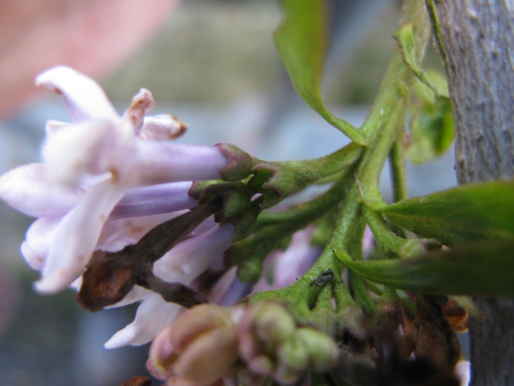 cv di Syringa sp. (Oleaceae)