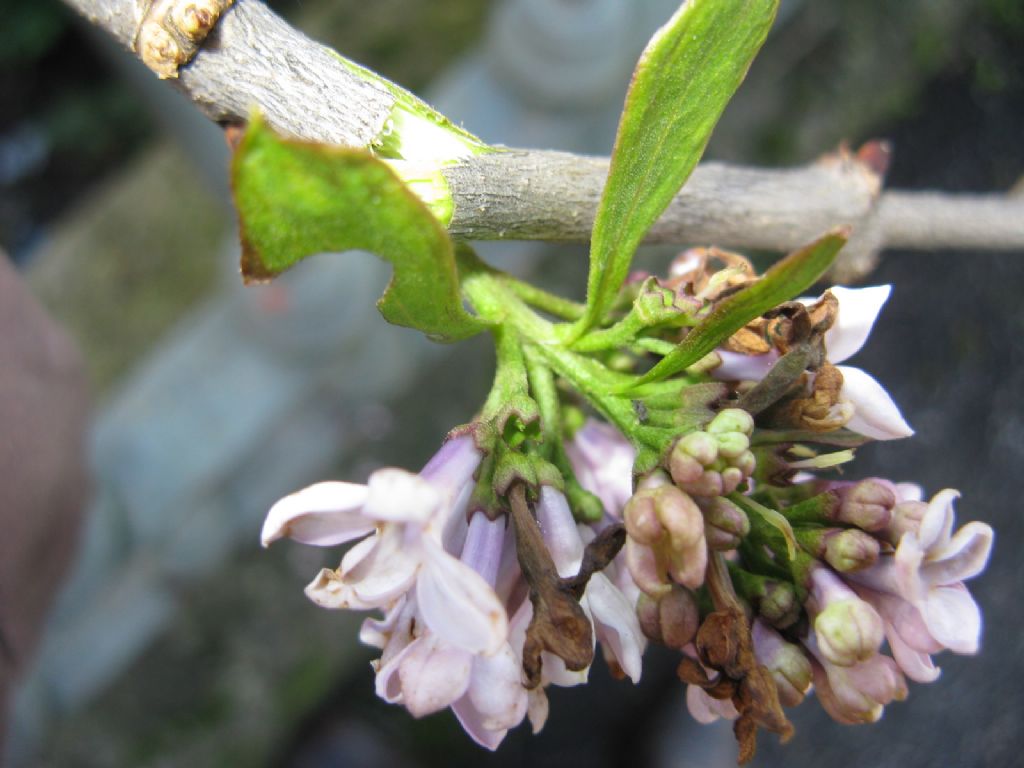 cv di Syringa sp. (Oleaceae)