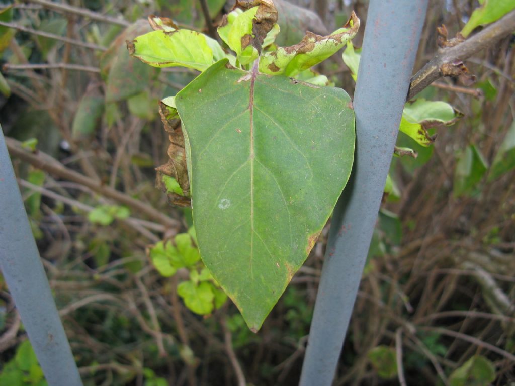 cv di Syringa sp. (Oleaceae)