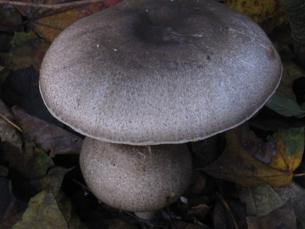 Funghi da ident. 19 Agaricus moelleri/preclaresquamosus?