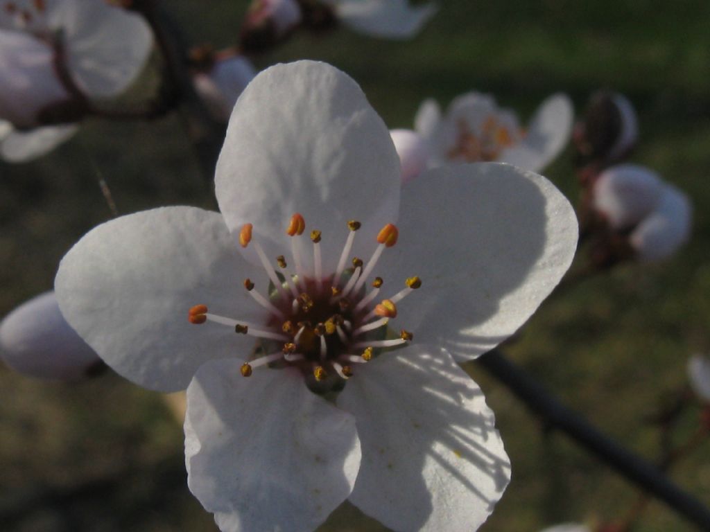 Prunus sp. (Rosaceae)