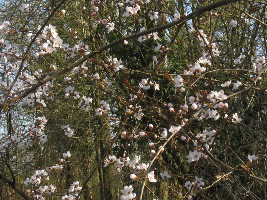 Prunus sp. (Rosaceae)