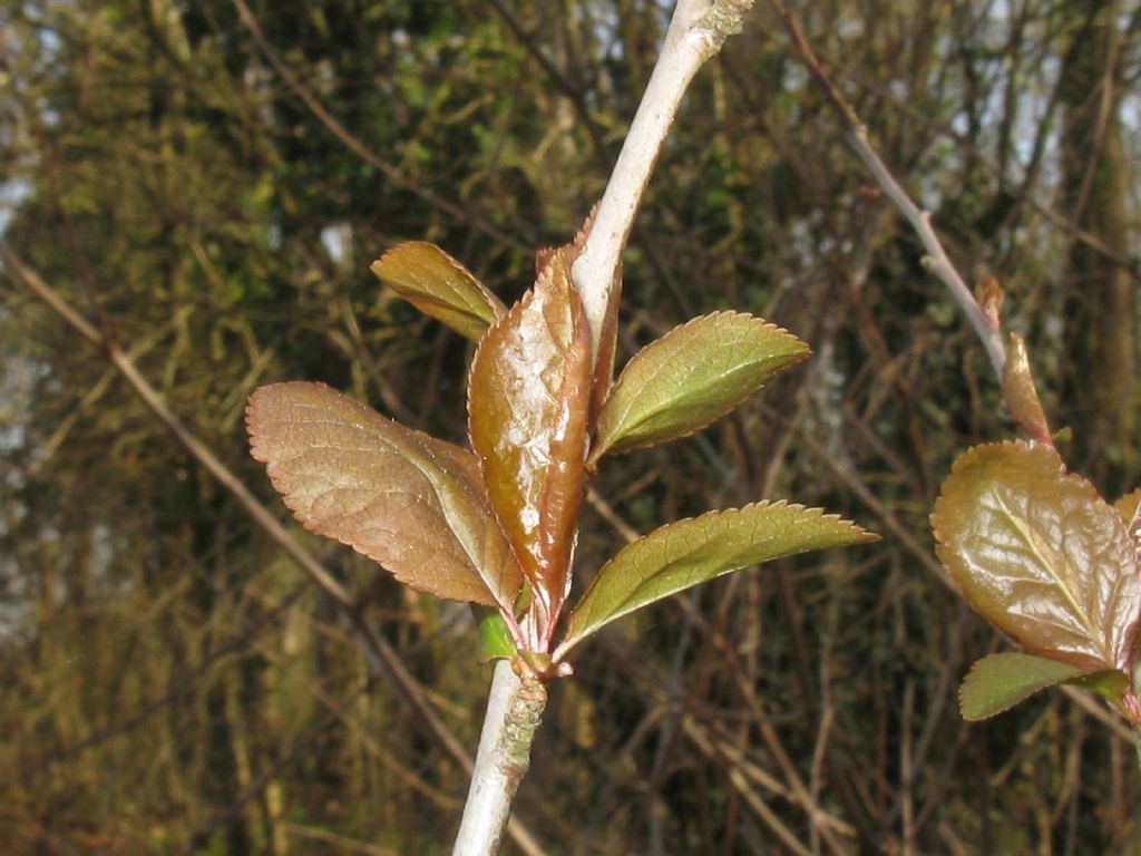 Prunus sp. (Rosaceae)