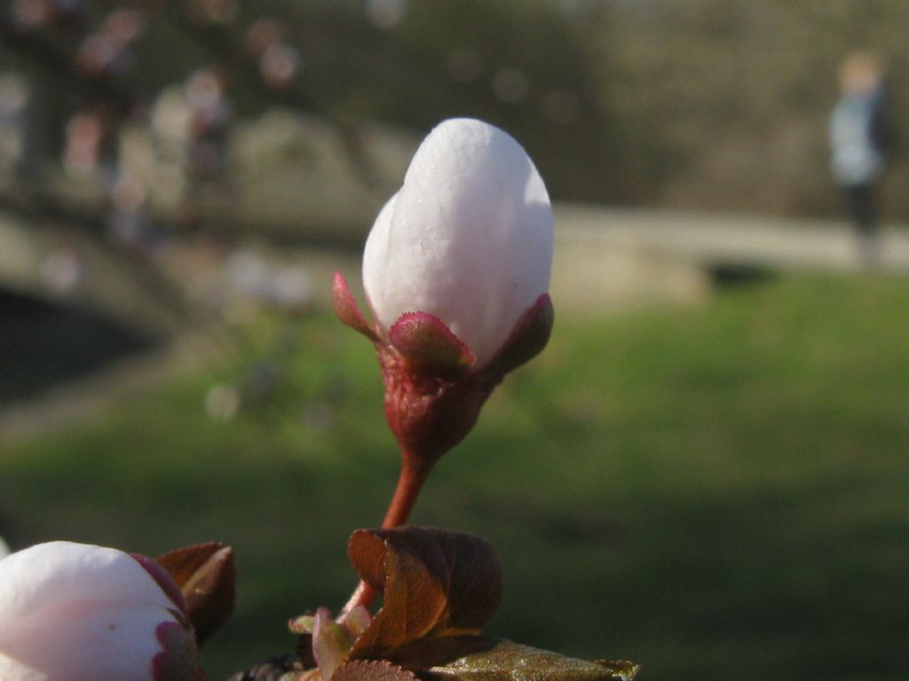 Prunus sp. (Rosaceae)