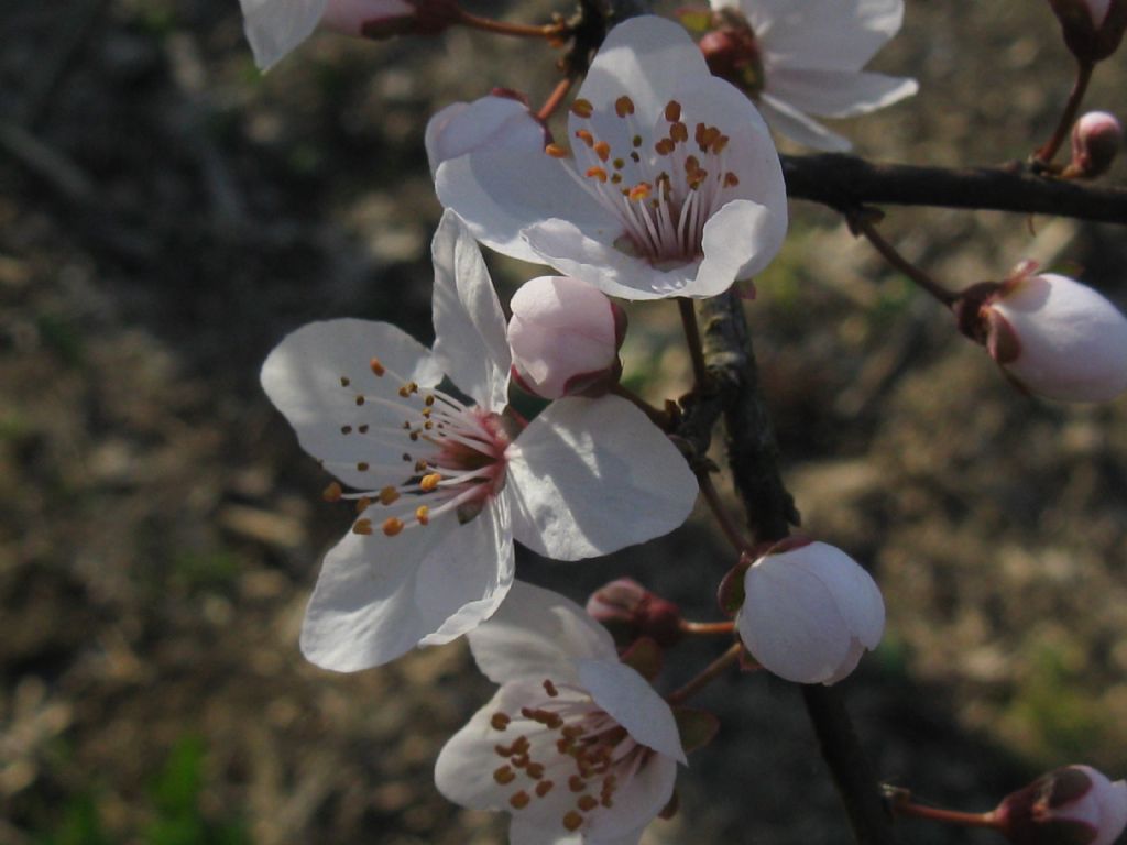 Prunus sp. (Rosaceae)