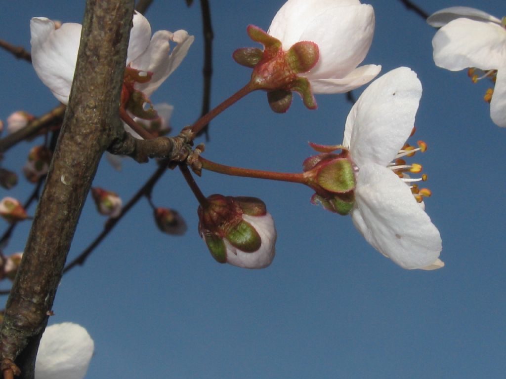 Prunus sp. (Rosaceae)