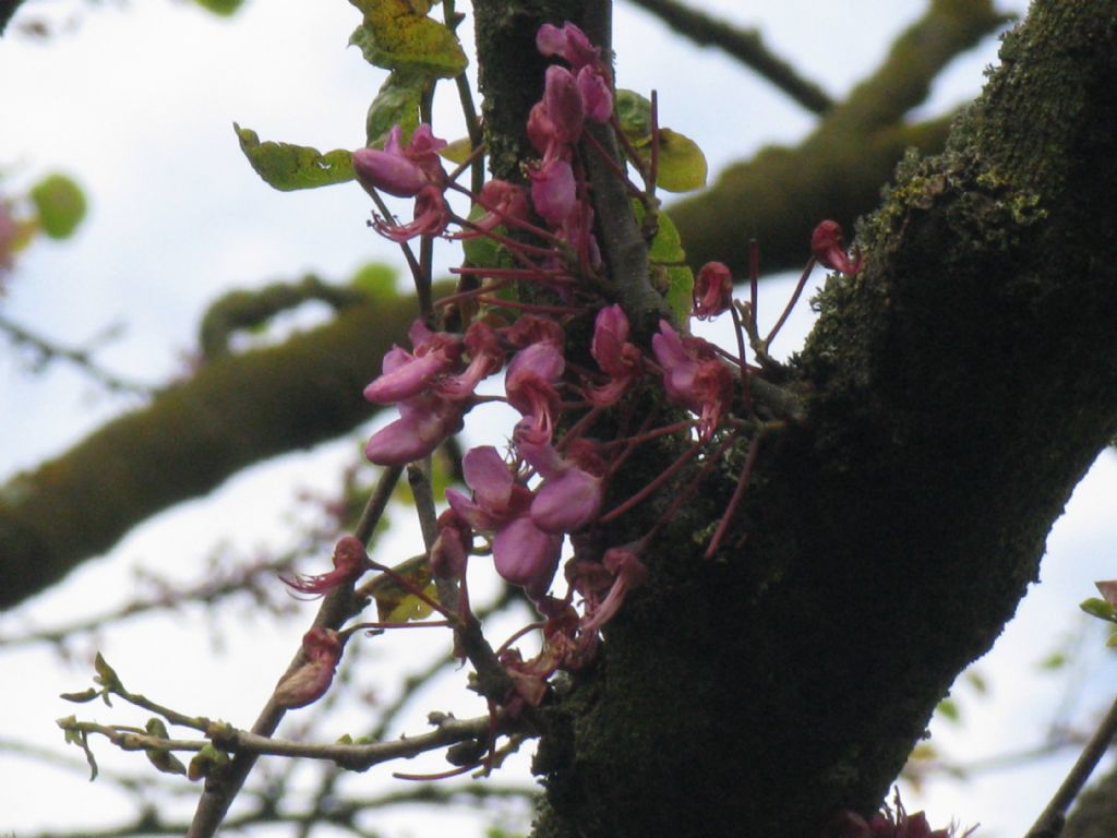 Cercis siliquastrum (albero di Giuda)