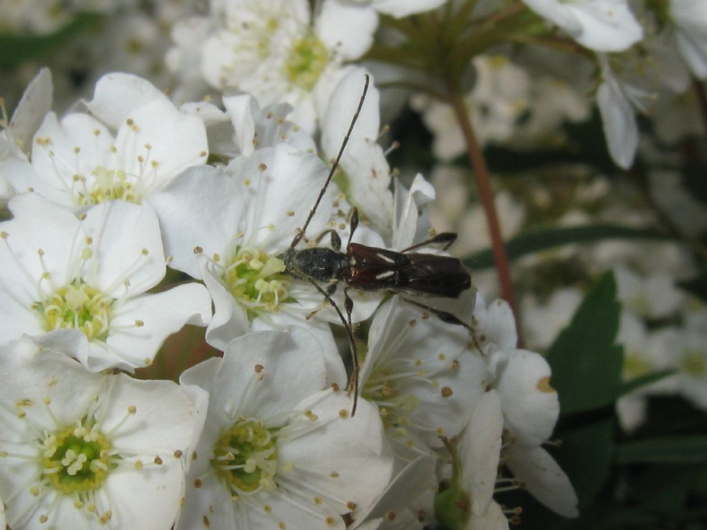Oedemera...? No, Cerambycidae: Molorchus minor