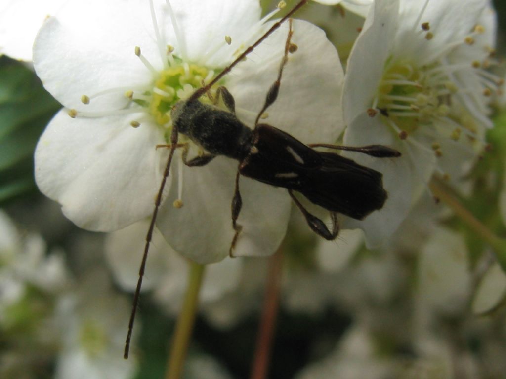 Oedemera...? No, Cerambycidae: Molorchus minor