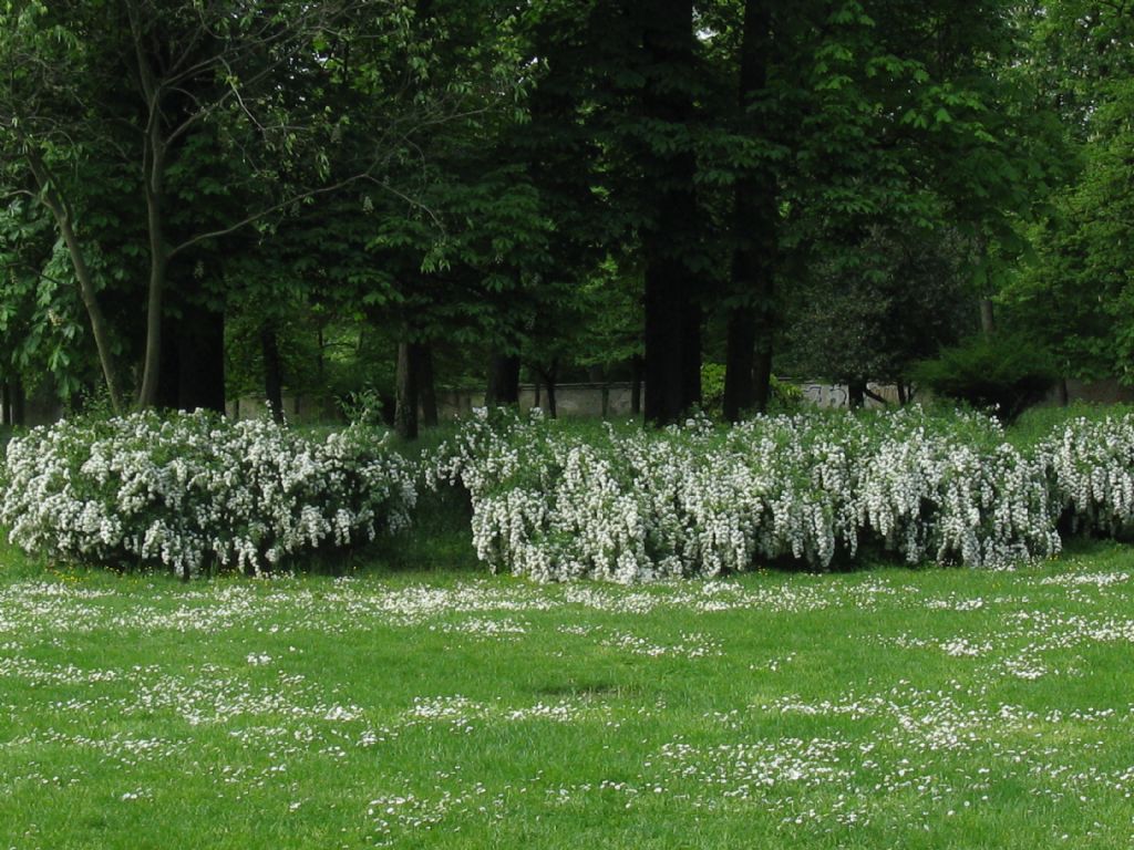 Crataegus...? No,  Spiraea cfr. cantoniensis