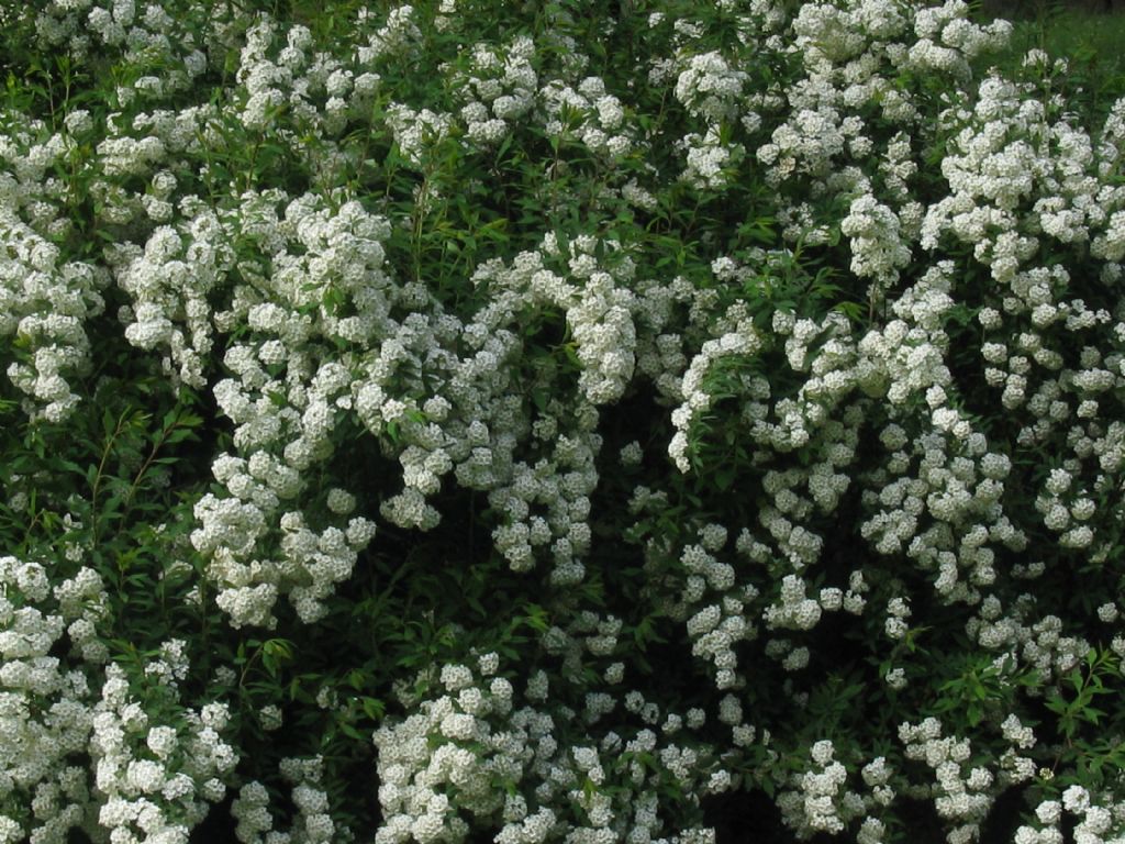 Crataegus...? No,  Spiraea cfr. cantoniensis