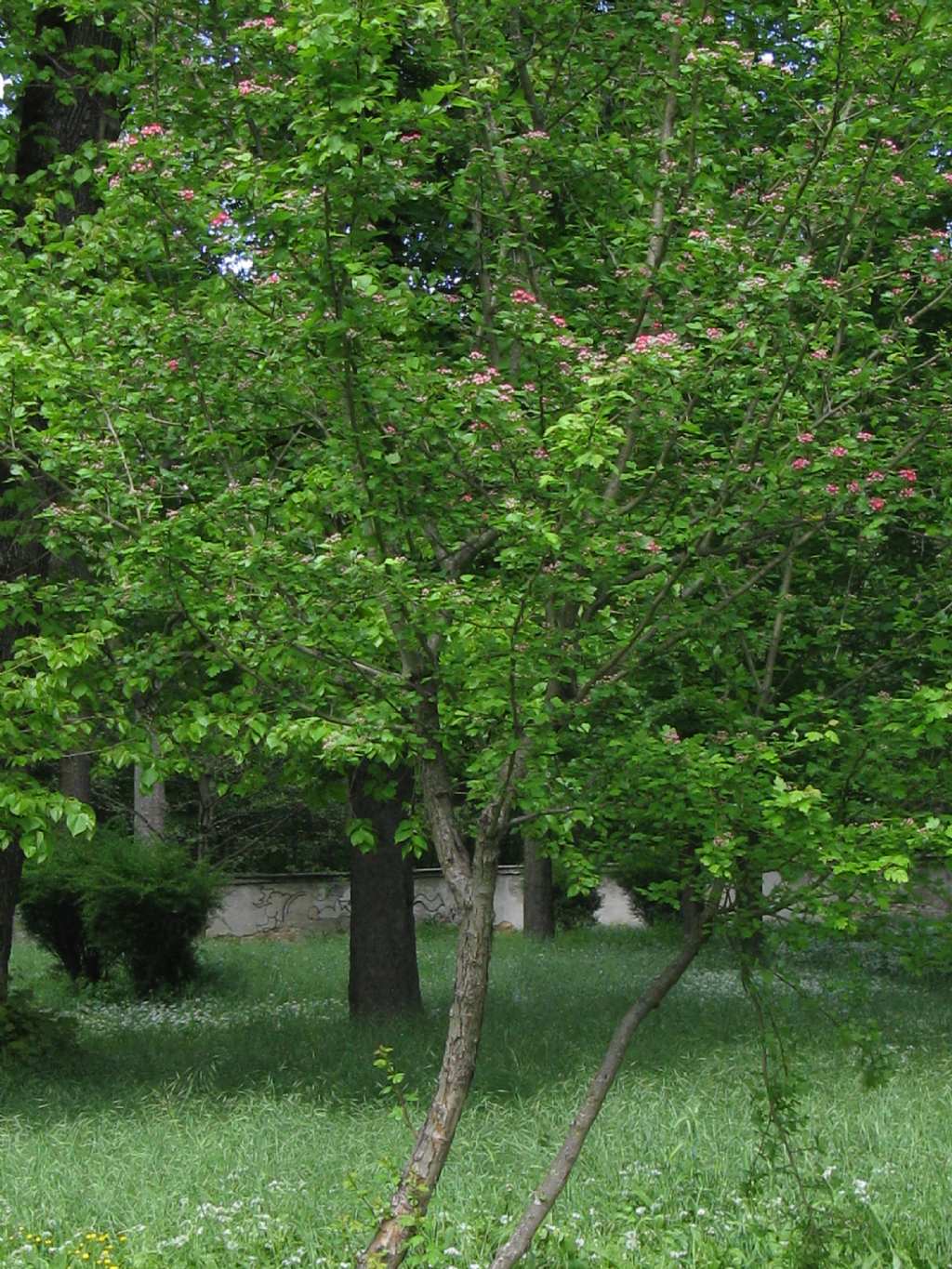 cv di Crataegus x media (Biancospino) a fiori rossi