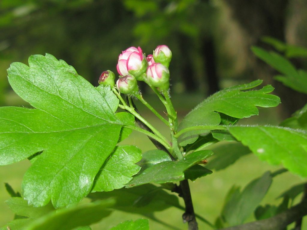 cv di Crataegus x media (Biancospino) a fiori rossi