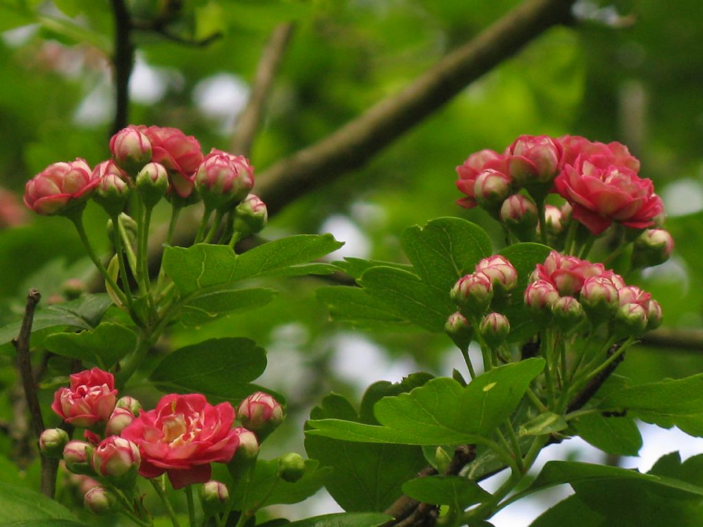 cv di Crataegus x media (Biancospino) a fiori rossi