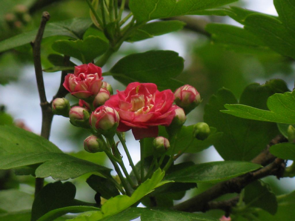 cv di Crataegus x media (Biancospino) a fiori rossi