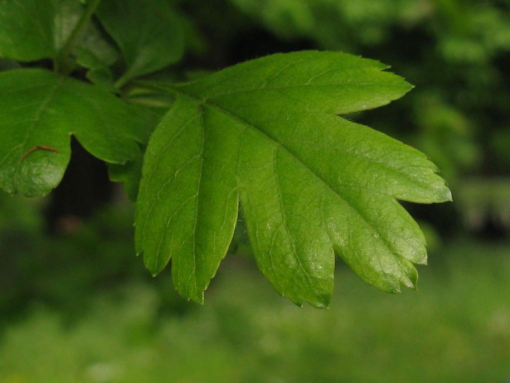 cv di Crataegus x media (Biancospino) a fiori rossi