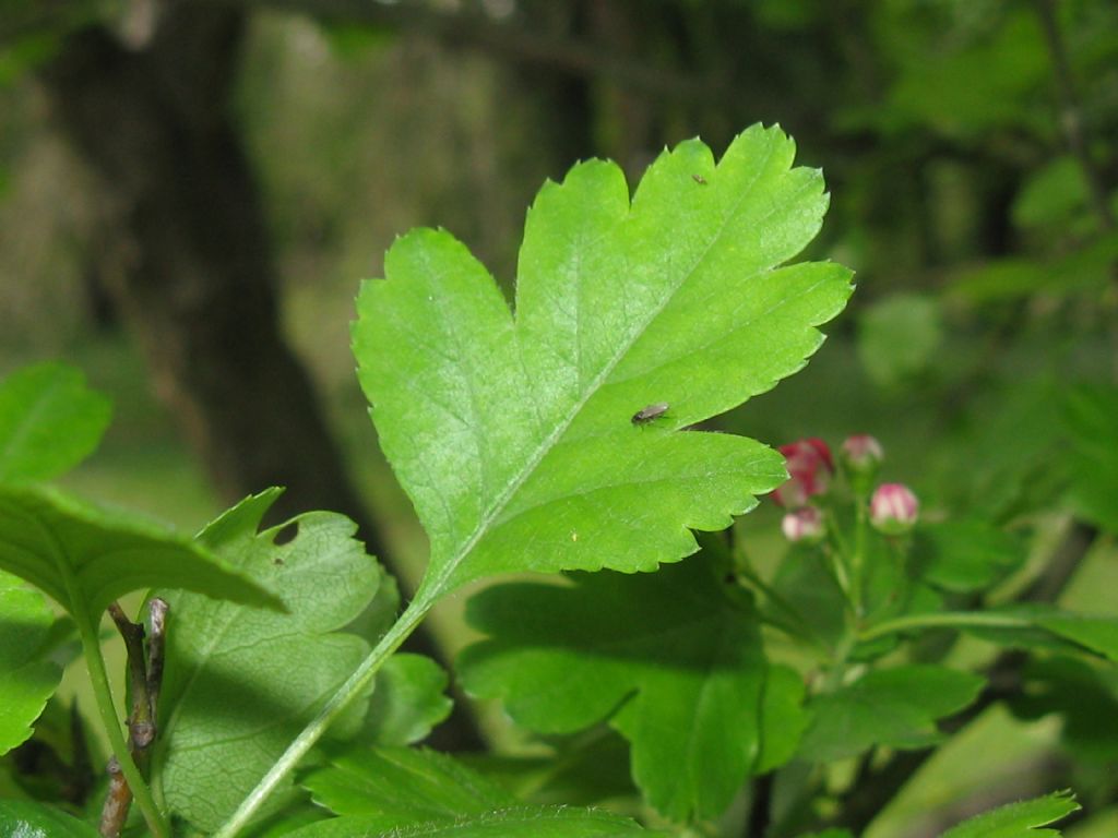 cv di Crataegus x media (Biancospino) a fiori rossi