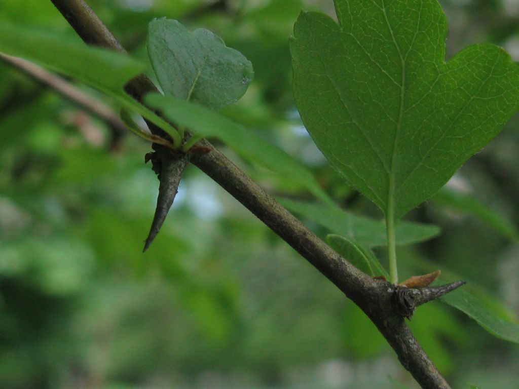 cv di Crataegus x media (Biancospino) a fiori rossi