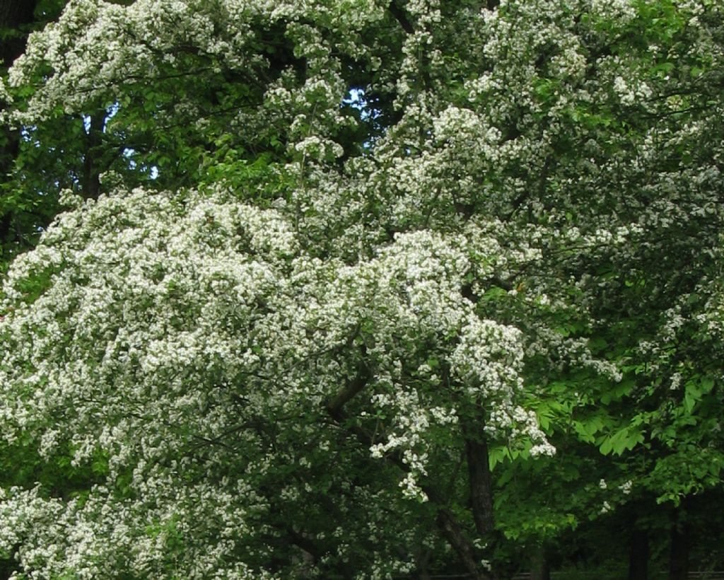 Crataegus monogyna o suo ibrido (C. x media)