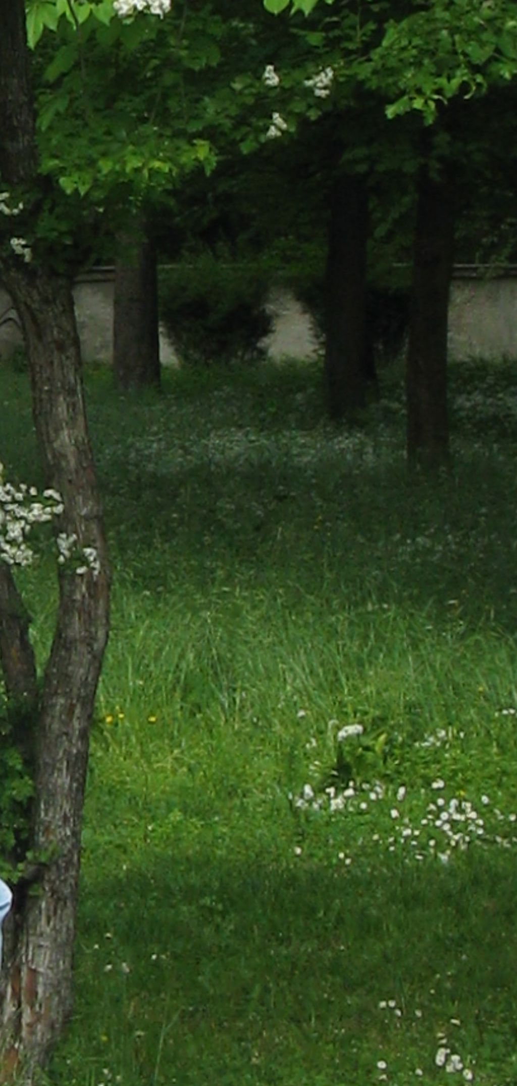 Crataegus monogyna o suo ibrido (C. x media)