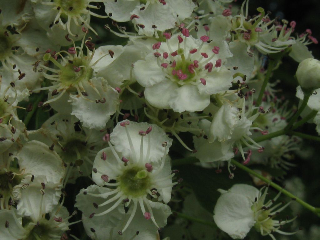 Crataegus monogyna o suo ibrido (C. x media)