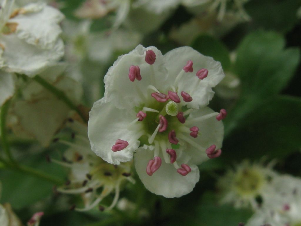 Crataegus monogyna o suo ibrido (C. x media)