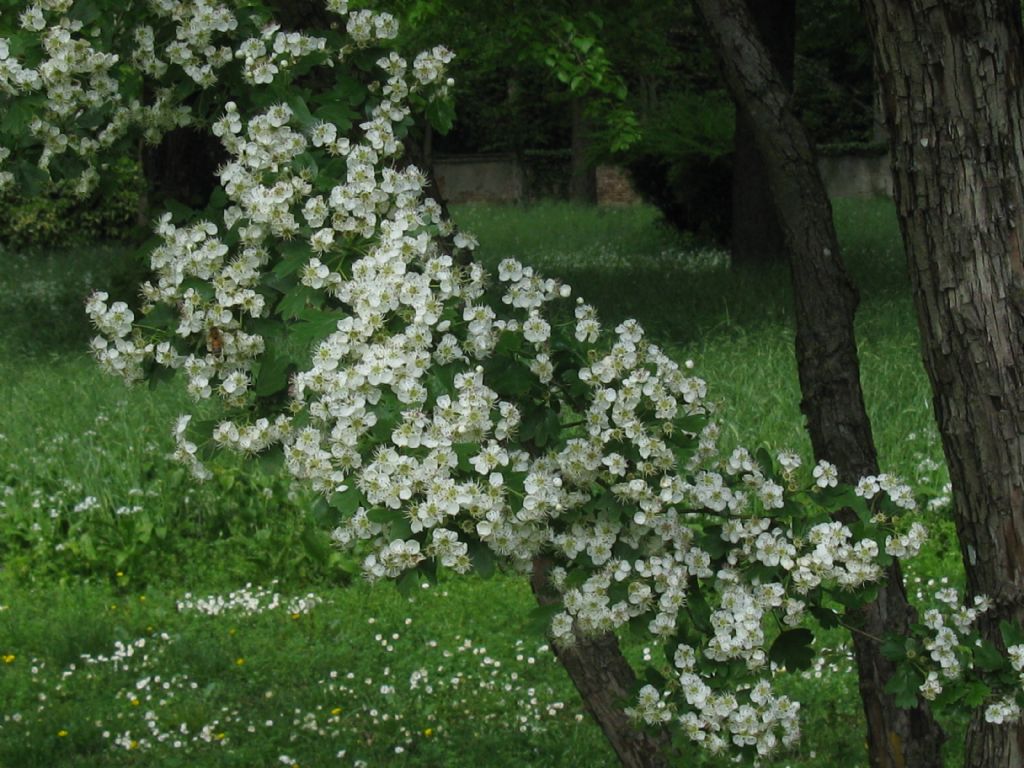 Crataegus monogyna o suo ibrido (C. x media)