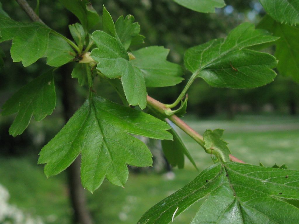 Crataegus monogyna o suo ibrido (C. x media)