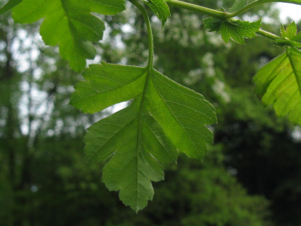 Crataegus monogyna o suo ibrido (C. x media)