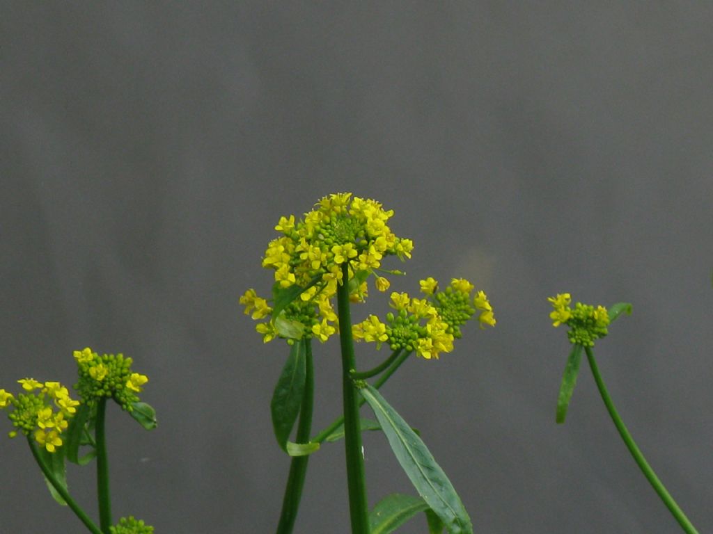 Rorippa amphibia / Crescione anfibio