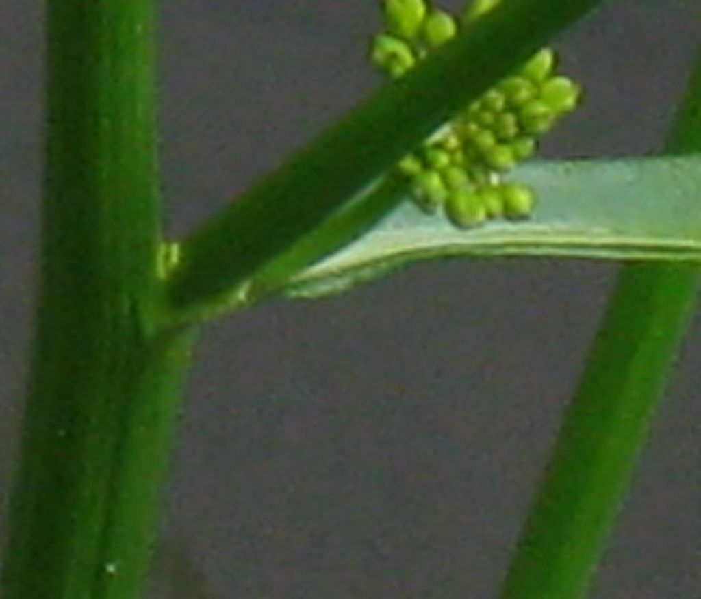 Rorippa amphibia / Crescione anfibio