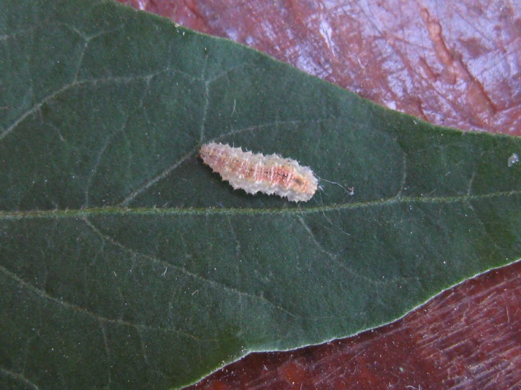 Larva di... Syrphidae