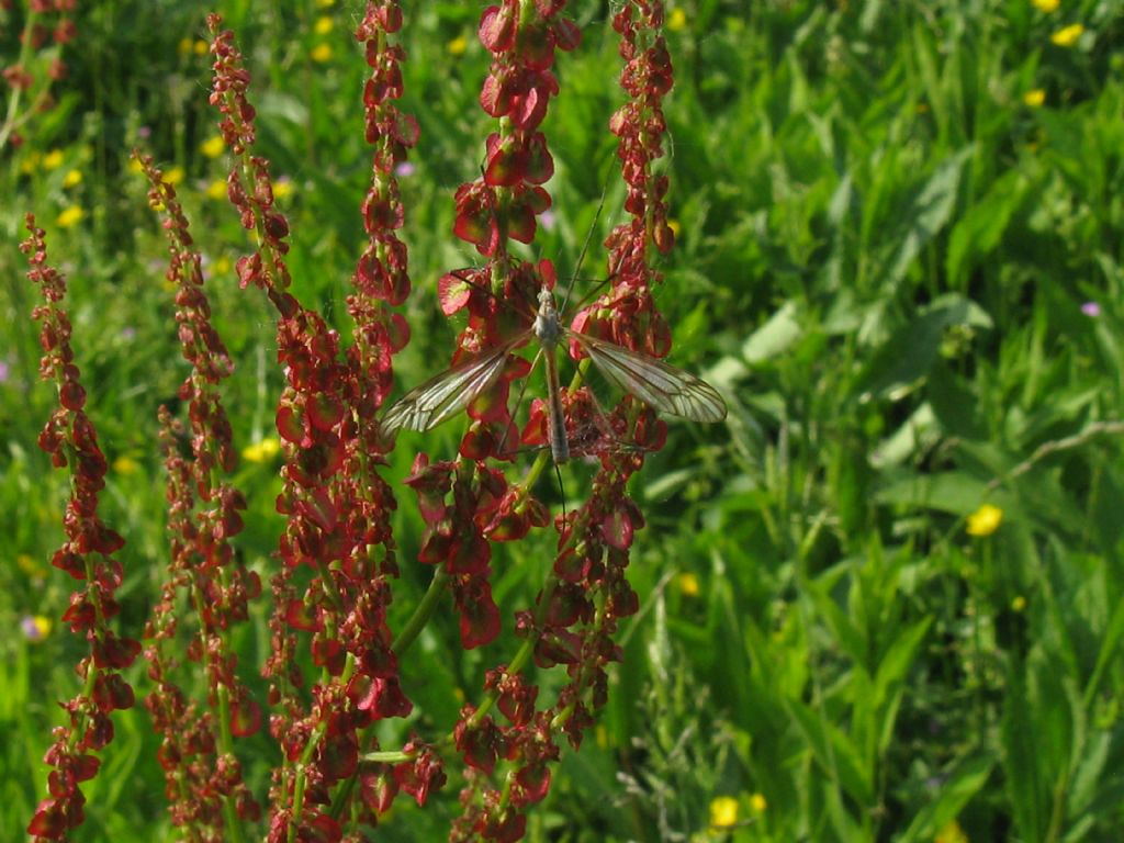 Rumex sp. (con Tipula sp. maschio)