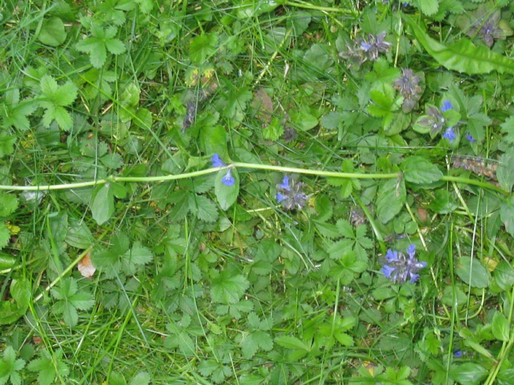 Ajuga reptans / Iva comune