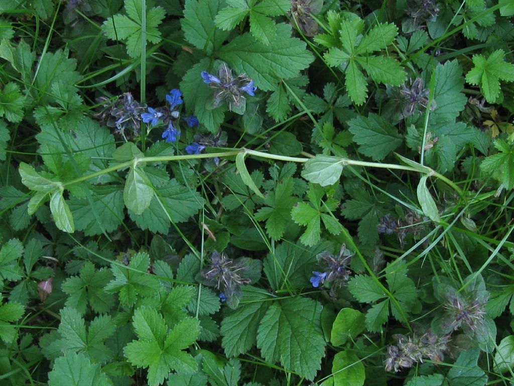 Ajuga reptans / Iva comune