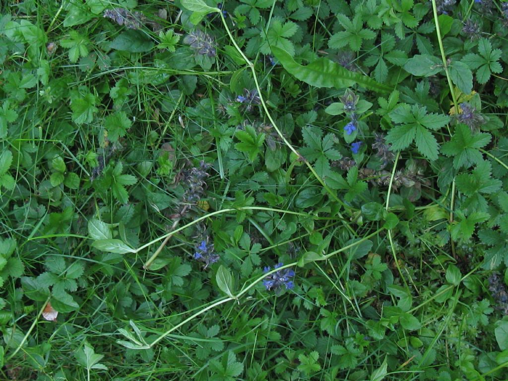 Ajuga reptans / Iva comune